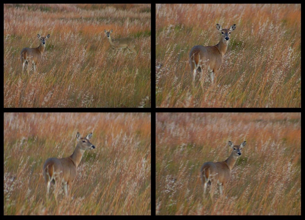 (48) deer montage.jpg   (1000x720)   318 Kb                                    Click to display next picture